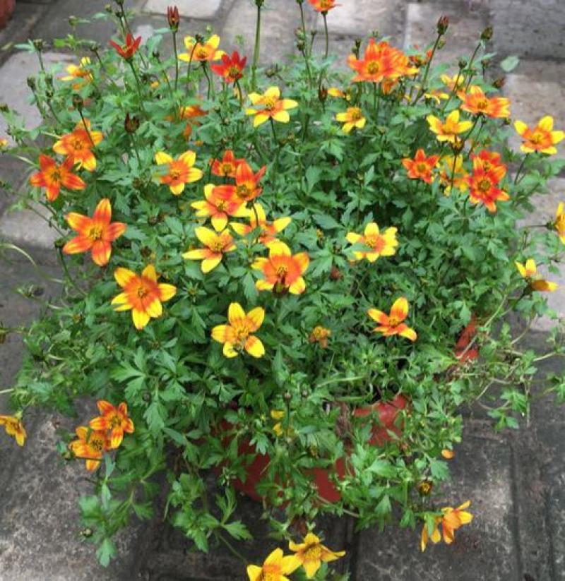 鬼针草盆栽带花阳台庭院耐寒花卉多年生耐热宿根植物一盆