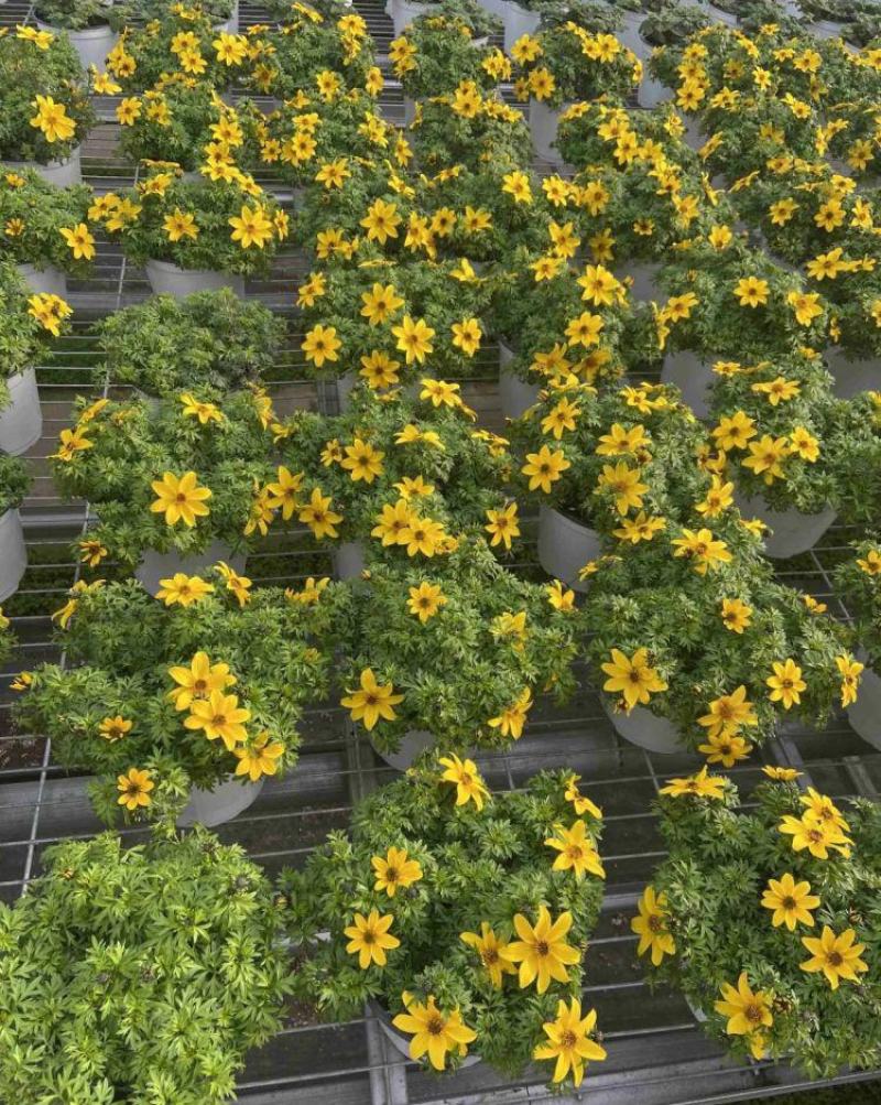 鬼针草盆栽带花阳台庭院耐寒花卉多年生耐热宿根植物一盆