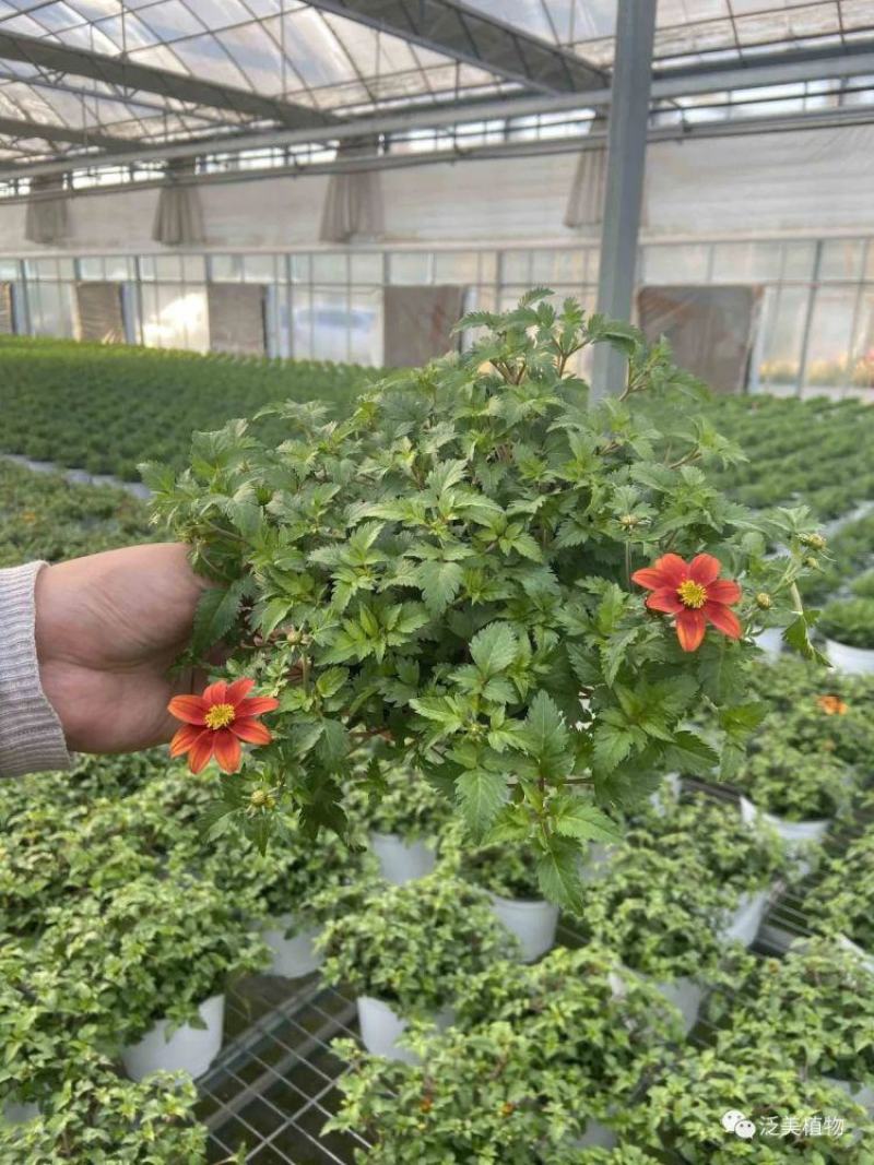 鬼针草盆栽带花阳台庭院耐寒花卉多年生耐热宿根植物一盆