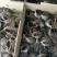 珍珠鸡苗大苗一手货源孵化场包打疫苗质量正宗全国代发