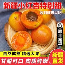 新疆四团吊干杏小红杏支持落地配一件代发，千亩杏园，供货稳