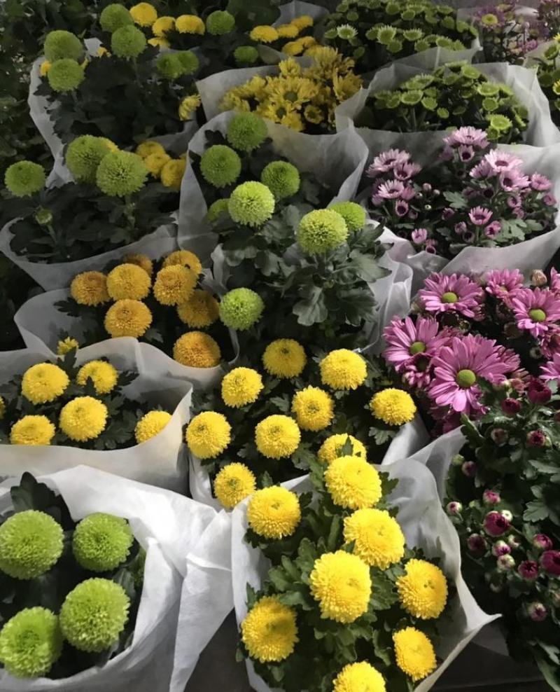 乒乓菊花种子四季开花小雏菊花种籽易爆盆庭院阳台盆栽花卉