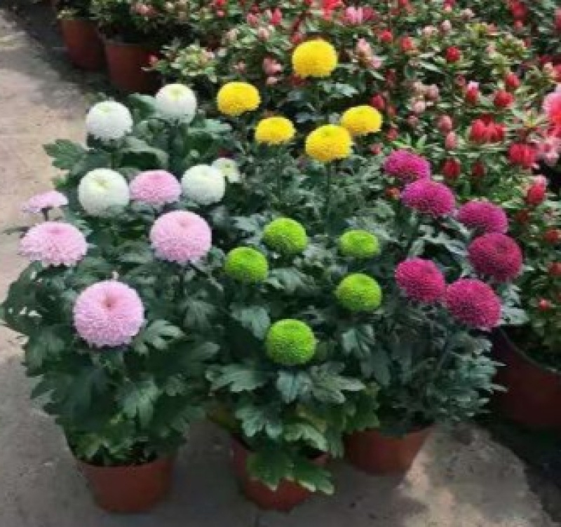 乒乓菊花种子四季开花小雏菊花种籽易爆盆庭院阳台盆栽花卉