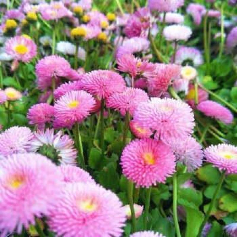 乒乓菊花种子四季开花小雏菊花种籽易爆盆庭院阳台盆栽花卉
