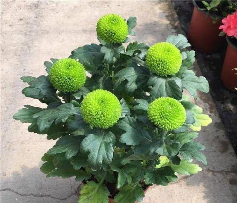 乒乓菊花种子四季开花小雏菊花种籽易爆盆庭院阳台盆栽花卉