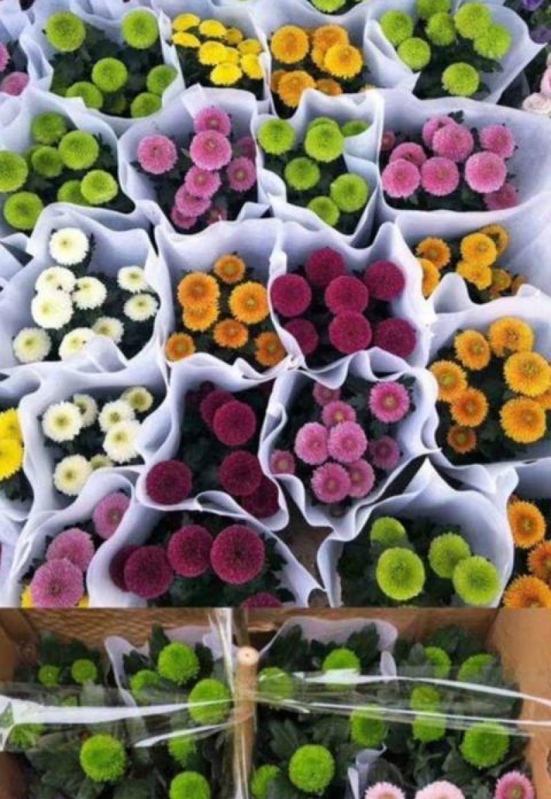 乒乓菊花种子四季开花小雏菊花种籽易爆盆庭院阳台盆栽花卉