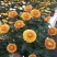 乒乓菊花种子四季开花小雏菊花种籽易爆盆庭院阳台盆栽花卉