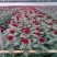乒乓菊花种子四季开花小雏菊花种籽易爆盆庭院阳台盆栽花卉