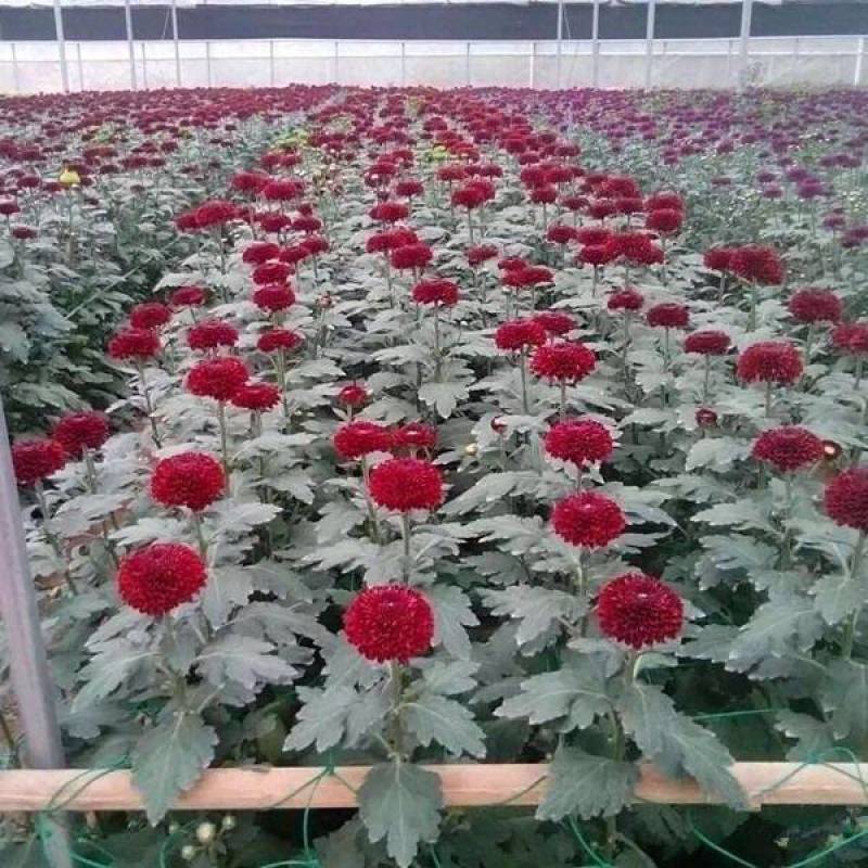 乒乓菊花种子四季开花小雏菊花种籽易爆盆庭院阳台盆栽花卉