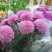 乒乓菊花种子四季开花小雏菊花种籽易爆盆庭院阳台盆栽花卉