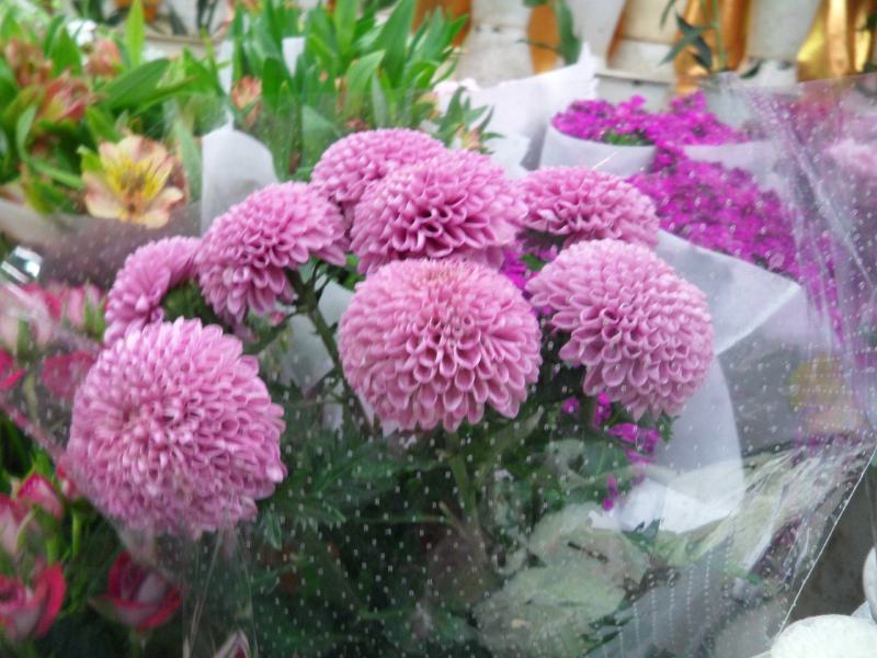 乒乓菊花种子四季开花小雏菊花种籽易爆盆庭院阳台盆栽花卉