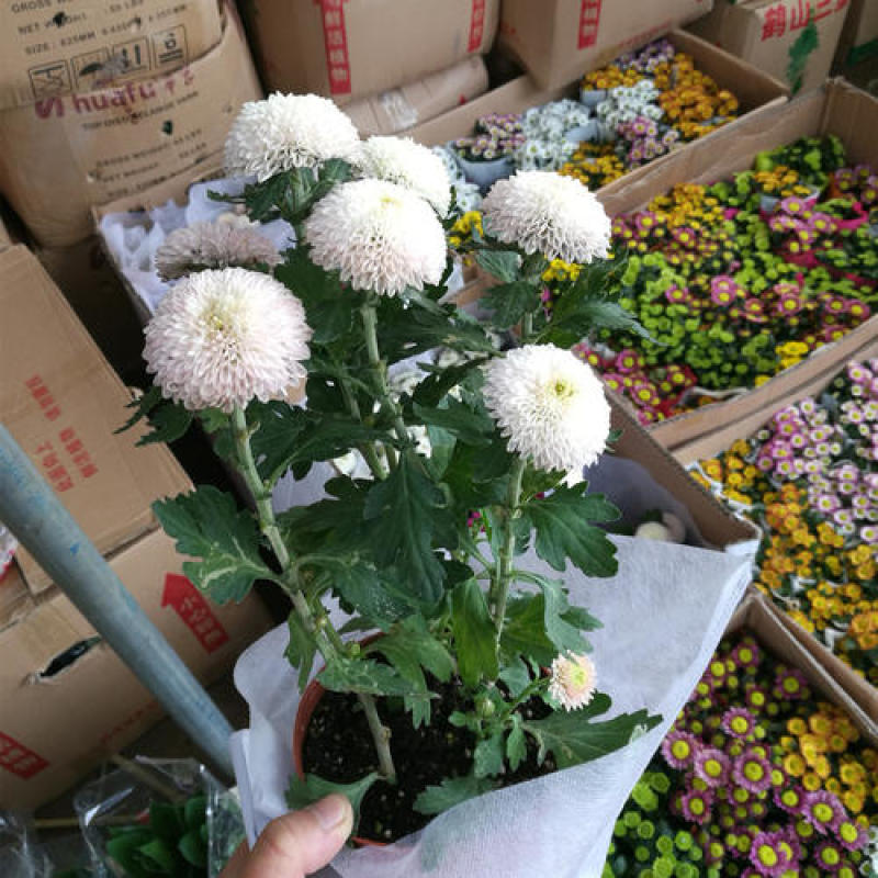 乒乓菊盆栽带花发货阳台庭院好养活重瓣七彩球菊花期长