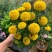 乒乓菊盆栽带花发货阳台庭院好养活重瓣七彩球菊花期长