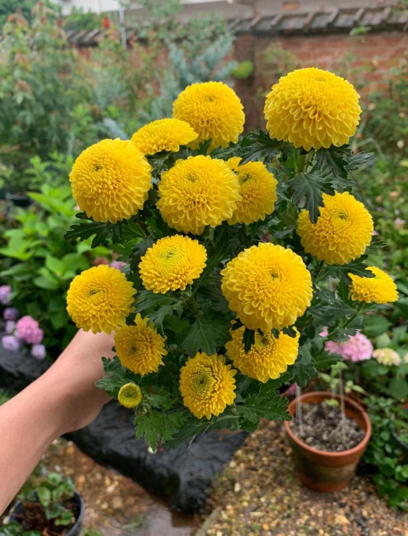 乒乓菊盆栽带花发货阳台庭院好养活重瓣七彩球菊花期长