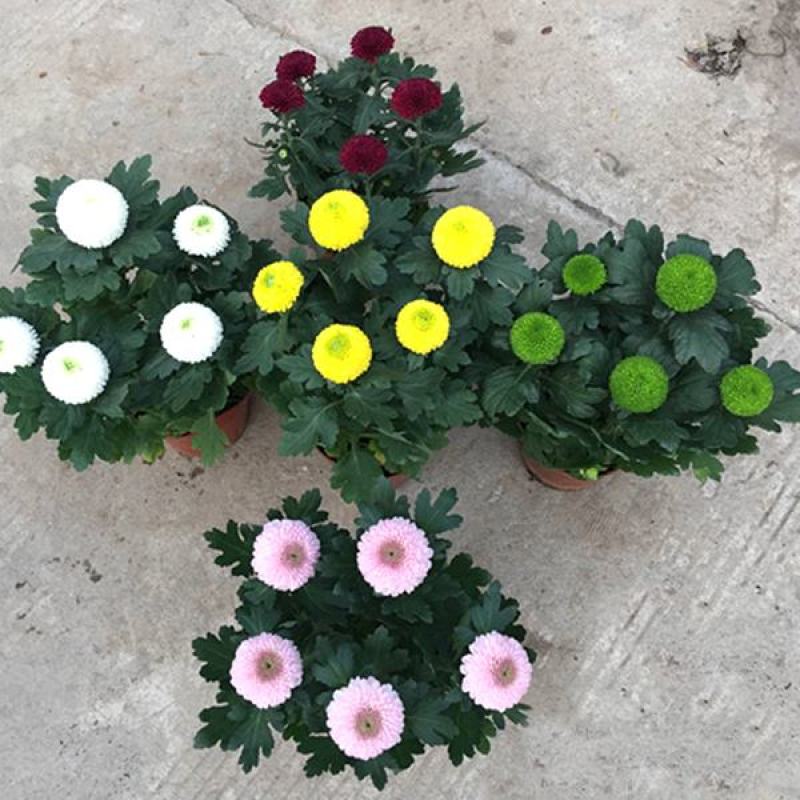 乒乓菊盆栽带花发货阳台庭院好养活重瓣七彩球菊花期长
