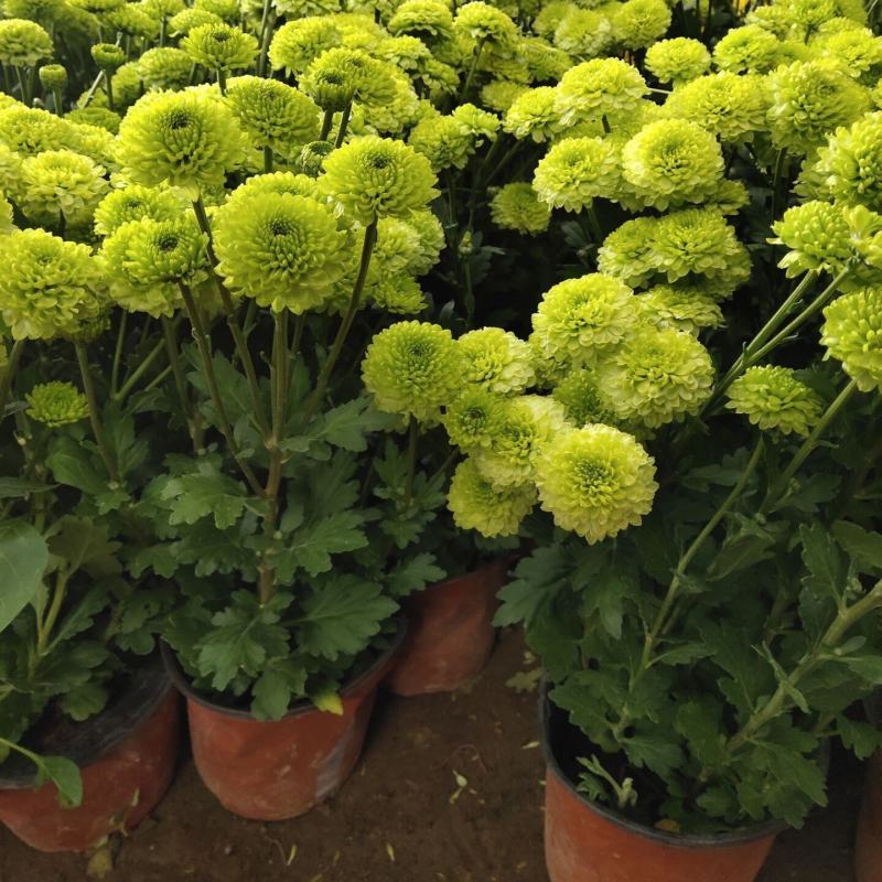 乒乓菊盆栽带花发货阳台庭院好养活重瓣七彩球菊花期长