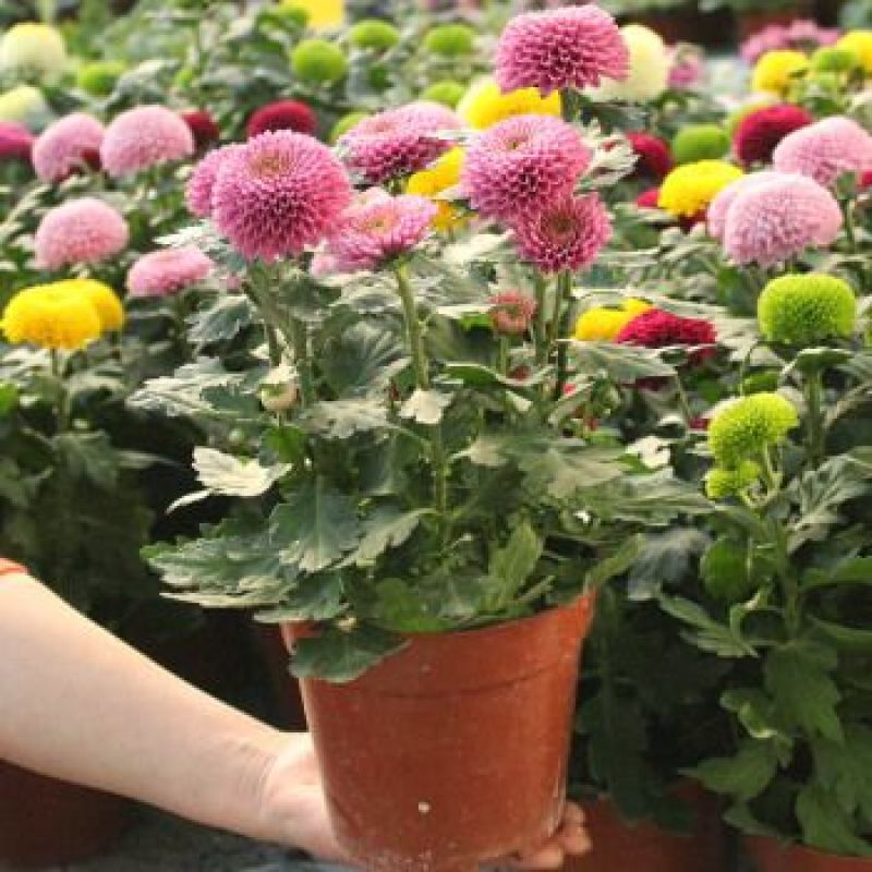 乒乓菊盆栽带花发货阳台庭院好养活重瓣七彩球菊花期长