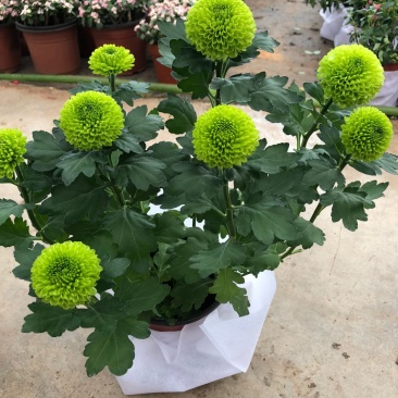 乒乓菊盆栽带花发货阳台庭院好养活重瓣七彩球菊花期长