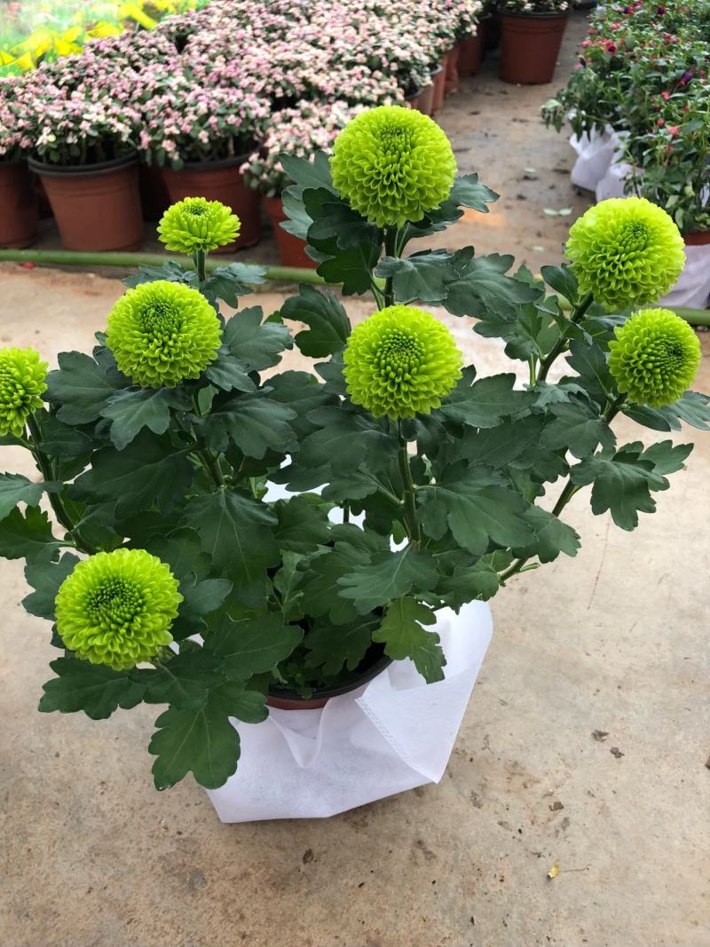 乒乓菊盆栽带花发货阳台庭院好养活重瓣七彩球菊花期长
