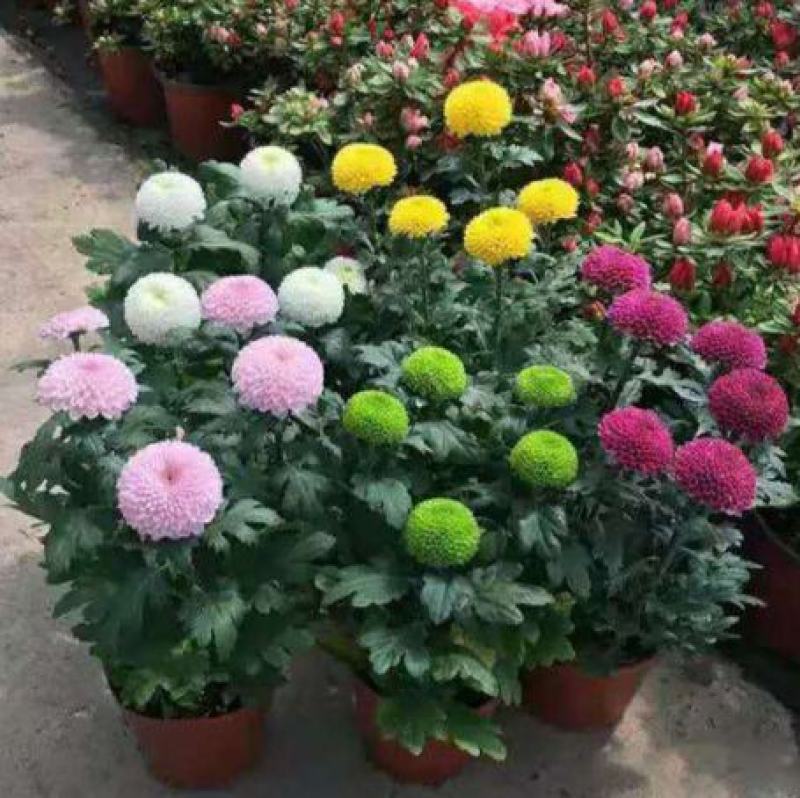 乒乓菊盆栽带花发货阳台庭院好养活重瓣七彩球菊花期长