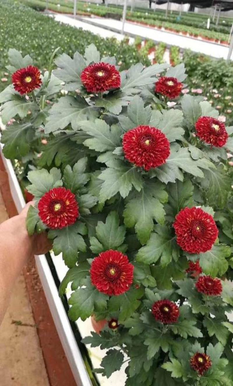 乒乓菊盆栽带花发货阳台庭院好养活重瓣七彩球菊花期长