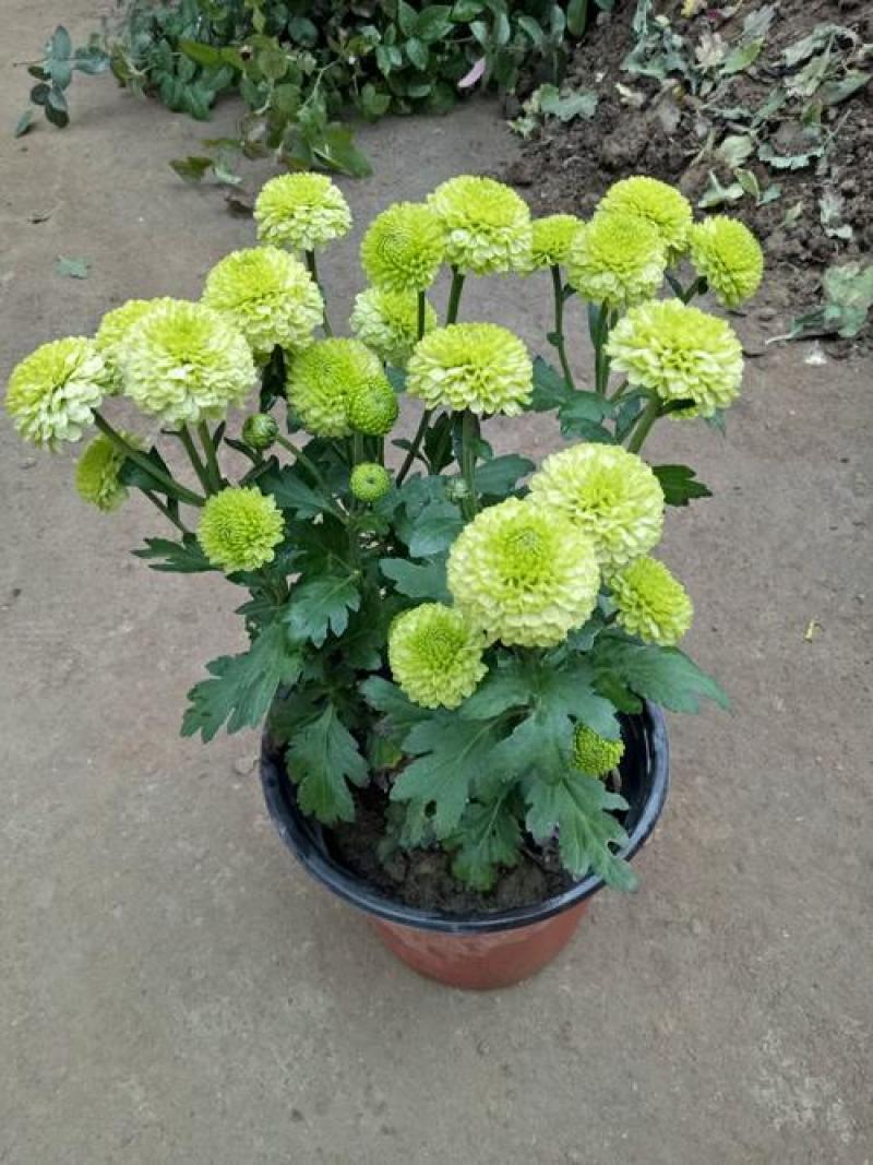乒乓菊盆栽带花发货阳台庭院好养活重瓣七彩球菊花期长