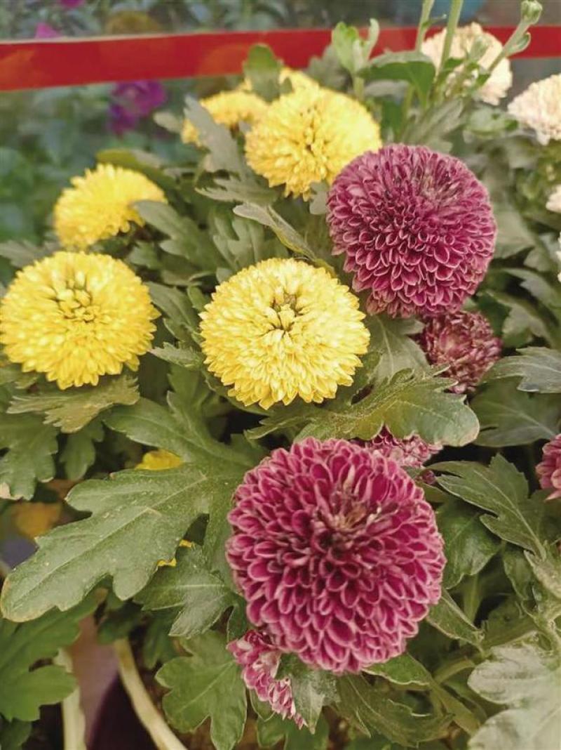 乒乓菊盆栽带花发货阳台庭院好养活重瓣七彩球菊花期长