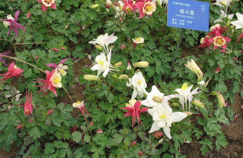 正品耧斗菜种子四季多年生草本春播易种室内阳台盆栽花卉种子