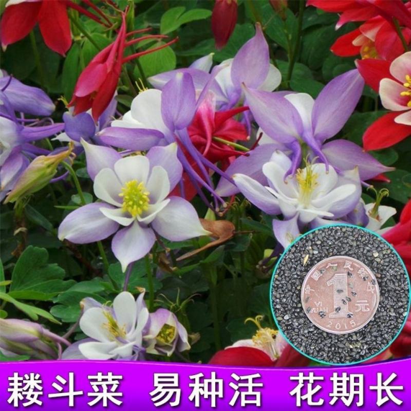 正品耧斗菜种子四季多年生草本春播易种室内阳台盆栽花卉种子