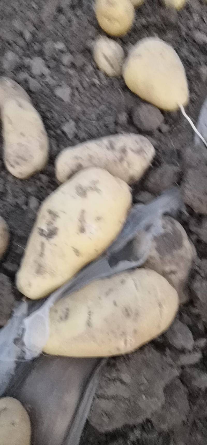 荷兰十五土豆
