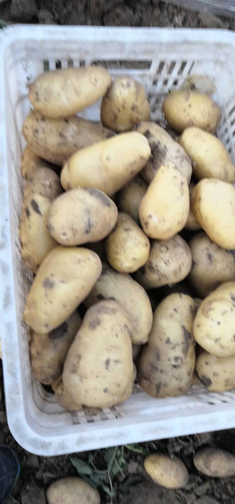 荷兰十五土豆