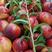 露天126油桃大量上市产地直供一手货源价格便宜质量保证