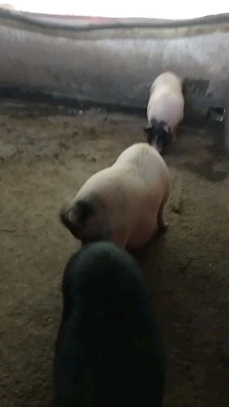 巴马香猪，自繁自养，本场在成都彭州蒙阳镇竹瓦街。