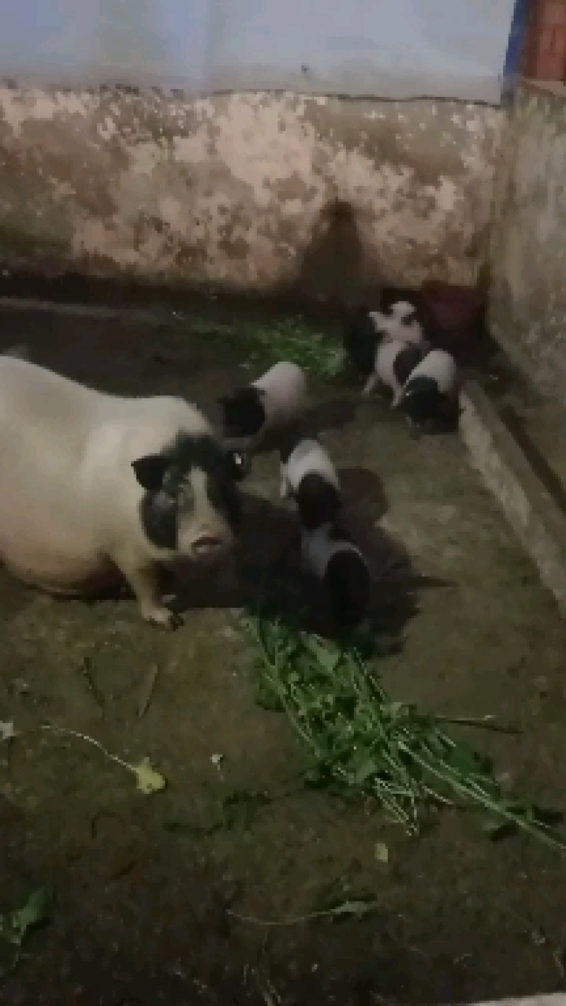 巴马香猪，自繁自养，本场在成都彭州蒙阳镇竹瓦街。