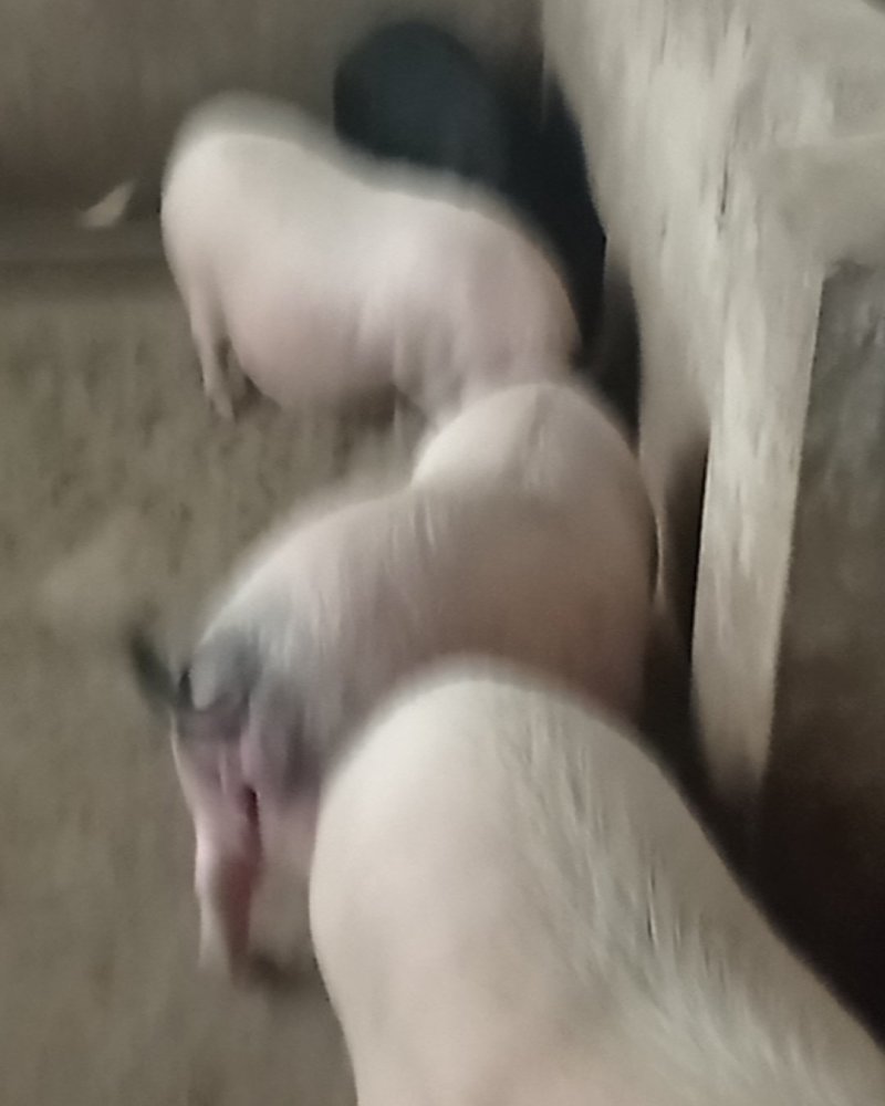 巴马香猪，自繁自养，本场在成都彭州蒙阳镇竹瓦街。