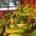 甜玉米，太阳花系列，精品，花糯玉米，量大，价格优惠！基地