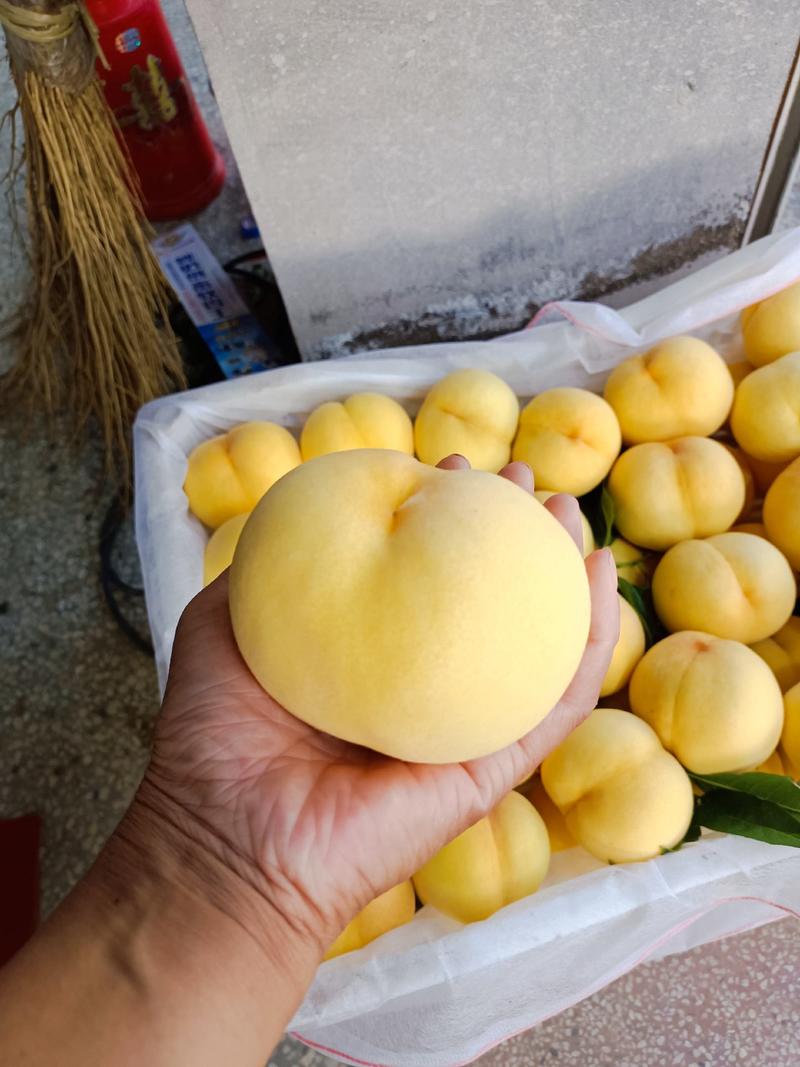山东枣庄黄金蜜套袋大黄桃，黄金蜜香甜可口产地直销保质保量