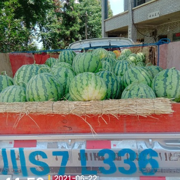 西瓜8424玉脆