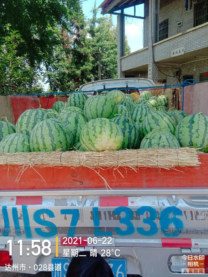 西瓜8424玉脆