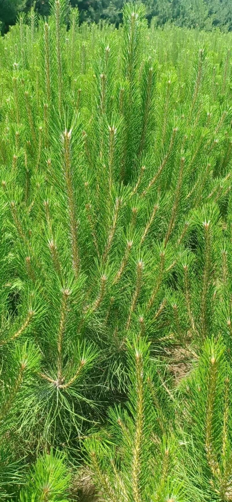 大田白皮松，规格齐全，优质货源，价格合理