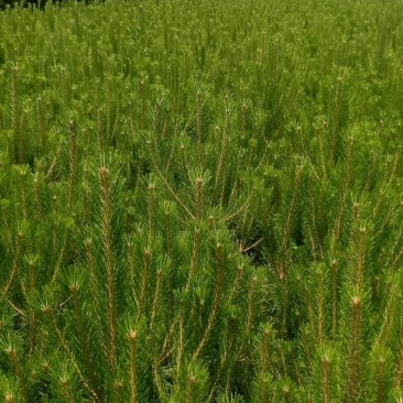 大田白皮松，规格齐全，优质货源，价格合理