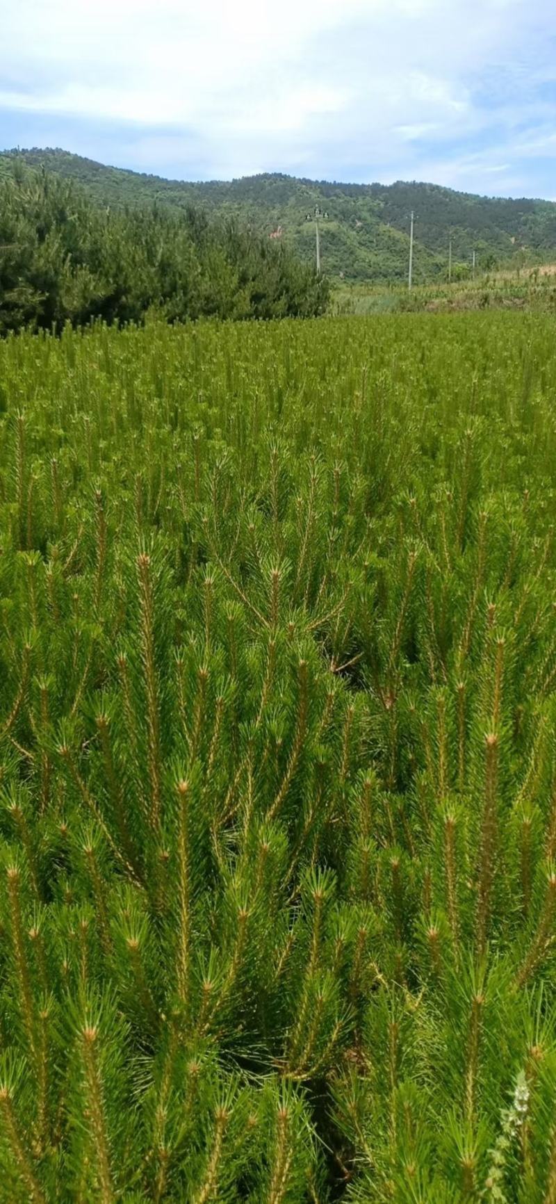 大田白皮松，规格齐全，优质货源，价格合理