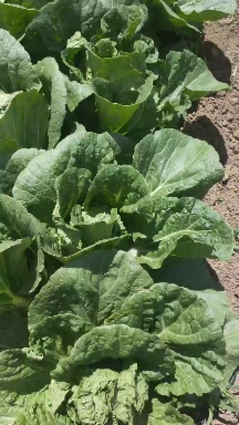 坝上张北县最早的大白菜，持续供应到十月中旬！