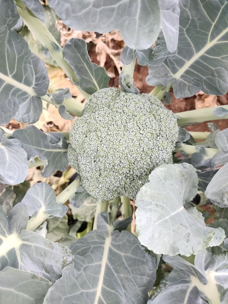 张北优质西兰花大量供应，可以持续到十月中旬