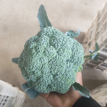 张北优质西兰花大量供应，可以持续到十月中旬