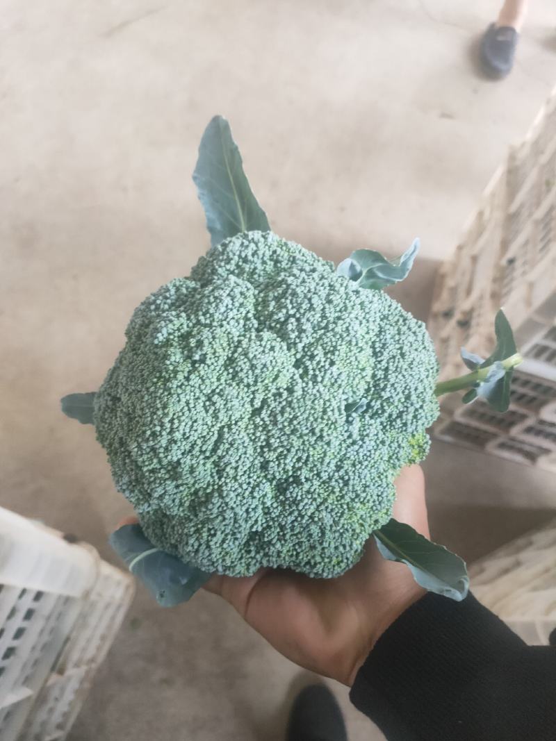 张北优质西兰花大量供应，可以持续到十月中旬