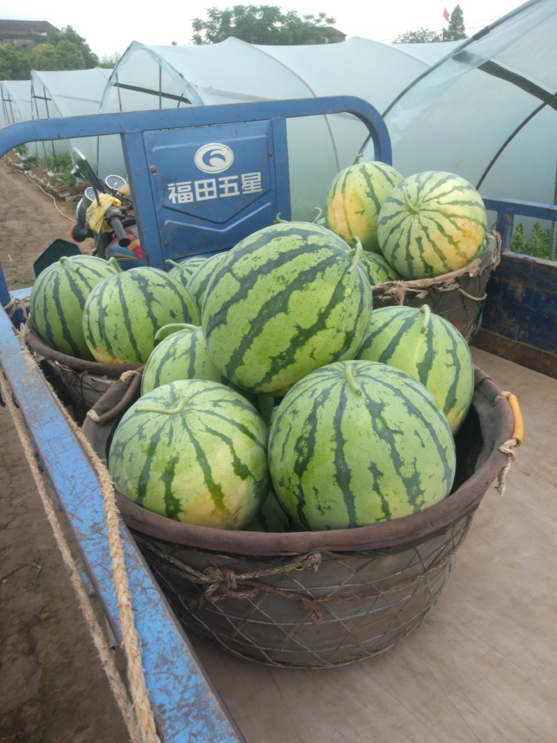 西瓜