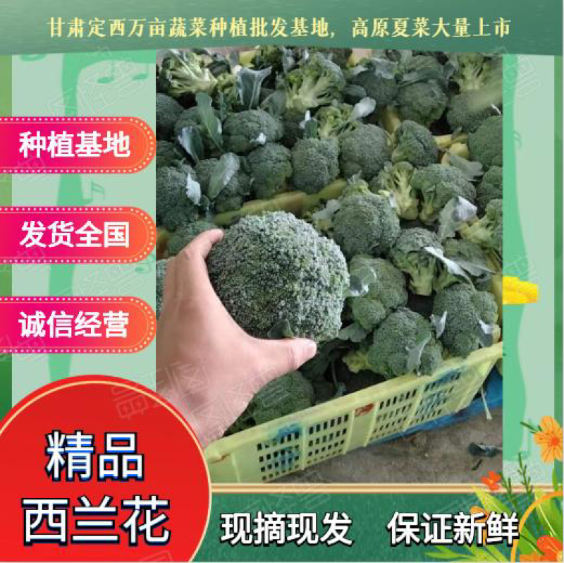 西兰花、定西西兰花大量批发、西兰花正在出售