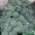 西兰花、定西西兰花大量批发、西兰花正在出售