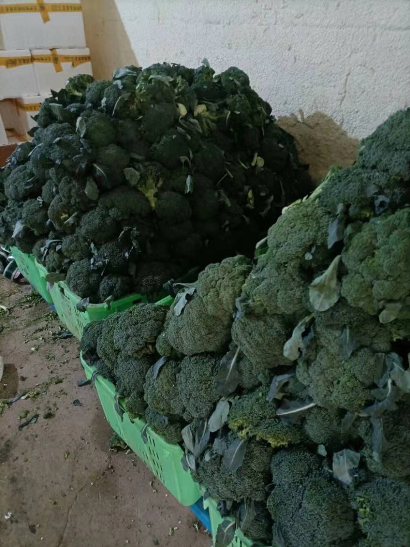 西兰花、定西西兰花大量批发、西兰花正在出售